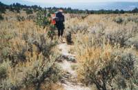 Lush sage near Arroyo del Yeso